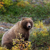 Grizzly Bear Tours