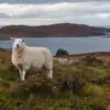 machrihanish_cottages.jpg